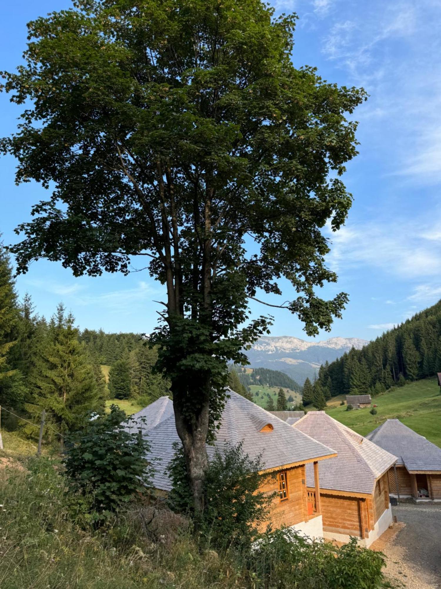 Villa Andolia à Moeciu De Sus Extérieur photo