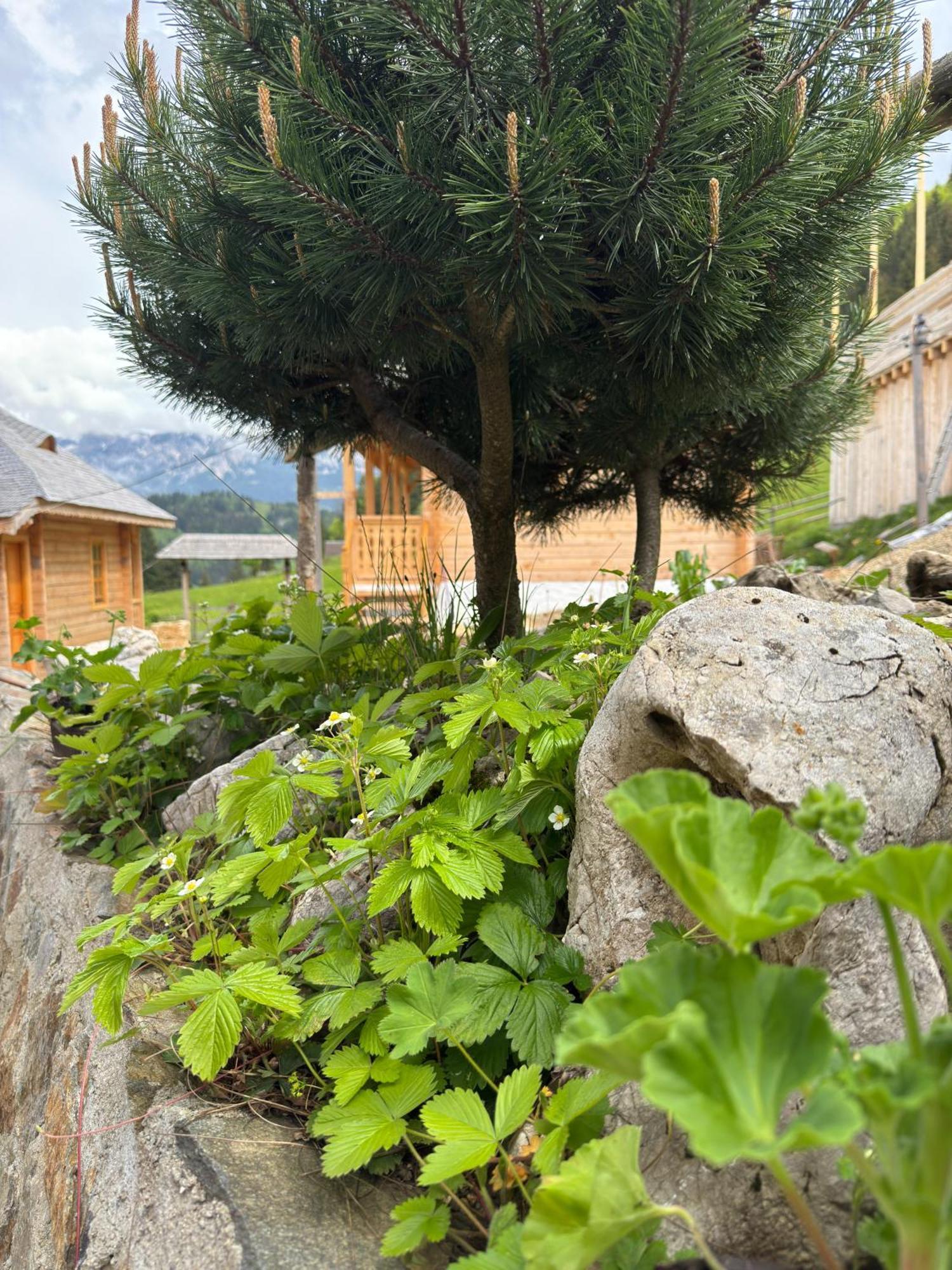 Villa Andolia à Moeciu De Sus Extérieur photo